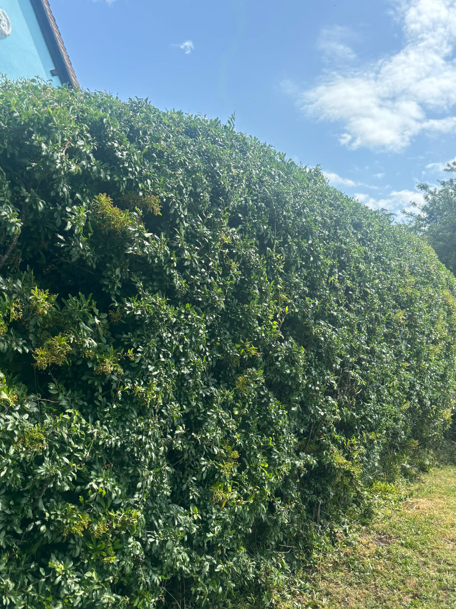 Large hedge maintenance and trimming work